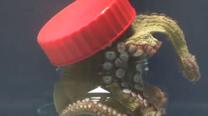 Een octopus ontsnapt uit een glazen pot met schroefdop - van binnenuit